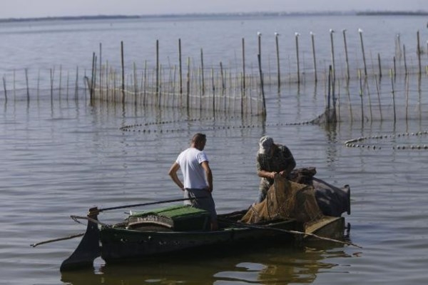 Pescadores de El Palmar impulsan la cría de lubinas para soltarlas en la Albufera