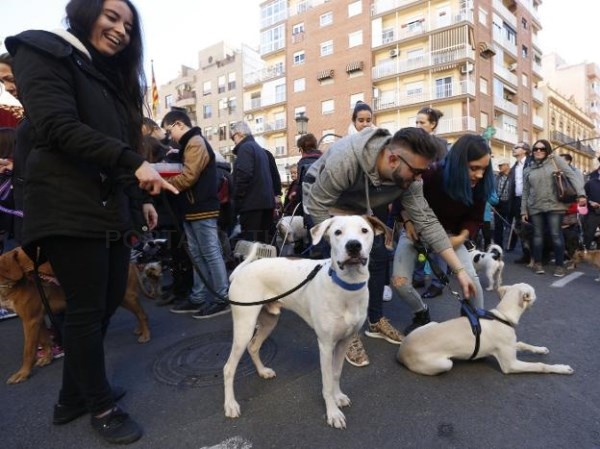 Los ayuntamientos podrán limitar el número de mascotas en las viviendas