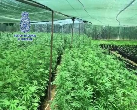 Desmantelan en Alzira una gran plantación de marihuana con 6.750 plantas