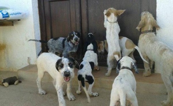 Las razas de perros más vulnerables a los golpes de calor y cómo actuar si ocurre