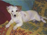 La adopción de mascotas en el centro