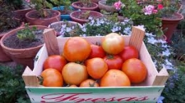 Mercado de Productos Ecológicos Palentinos