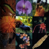 Actos con motivo del Día Internacional de la Biodiversidad