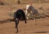 Campeonato de Galgos. Trofeo San Antolín
