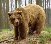 Jornadas sobre el Oso pardo