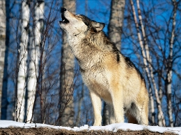 Martes 14: JORNADA: AULLANDO POR EL LOBO