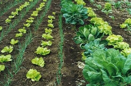 Conferencia "La Agricultura ecológica en el futuro de la Unión Europea"