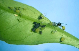 Taller básico de plagas en hortícolas y frutales