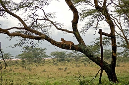 GRUPO PALENCIA FOTOGRAFÍA Y CINE:“Sueños de África”