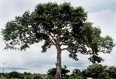 Medio Ambiente- Día Mundial del Árbol