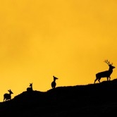 Proyección Naturaleza: "Tras los grandes mamíferos en la Cantabria" por Antonio Mediavilla