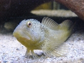 Conferencia: "Los Peces de Nuestros Rios: Especies y  Problemática de Conservación"