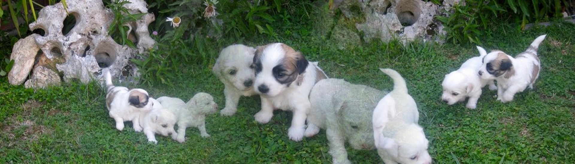 Saianel-Coton de Tulear