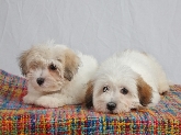 Saianel-Coton de Tulear