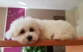 Saianel-Coton de Tulear