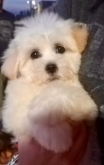 Saianel-Coton de Tulear