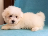 Saianel-Coton de Tulear