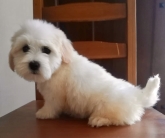 Saianel-Coton de Tulear