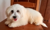 Saianel-Coton de Tulear