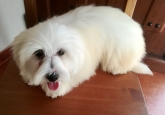 Saianel-Coton de Tulear