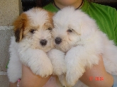 Saianel-Coton de Tulear