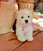 Saianel-Coton de Tulear