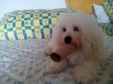 Saianel-Coton de Tulear