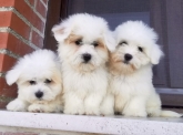 Saianel-Coton de Tulear