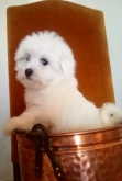 Saianel-Coton de Tulear