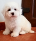 Saianel-Coton de Tulear
