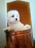 Saianel-Coton de Tulear