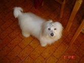 Saianel-Coton de Tulear