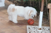 Saianel-Coton de Tulear