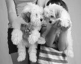 Saianel-Coton de Tulear