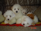 Saianel-Coton de Tulear