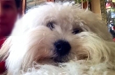 Saianel-Coton de Tulear
