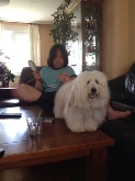 Saianel-Coton de Tulear