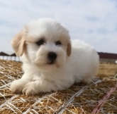 Saianel-Coton de Tulear