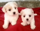 Saianel-Coton de Tulear