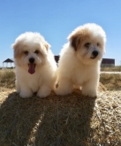 Saianel-Coton de Tulear