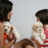 Saianel-Coton de Tulear
