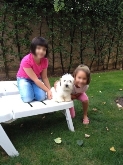 Saianel-Coton de Tulear