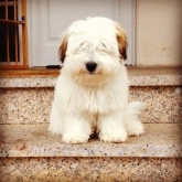 Saianel-Coton de Tulear