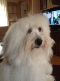 Saianel-Coton de Tulear