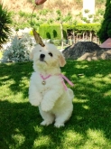 Saianel-Coton de Tulear