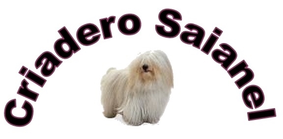 Saianel-Coton de Tulear