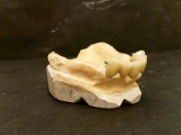 Laboratorio Dental ALDIENTE