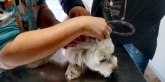 Clínica Veterinaria Nerta