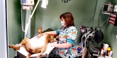 Clínica Veterinaria Nerta