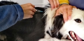 Clínica Veterinaria Nerta